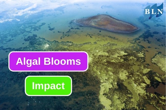 5 Algal Blooms Effects On Environment
